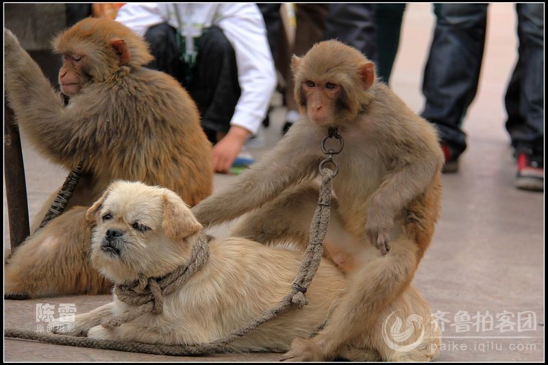 为什么说猴子和狗相处不好?-狗和猴子的关系为