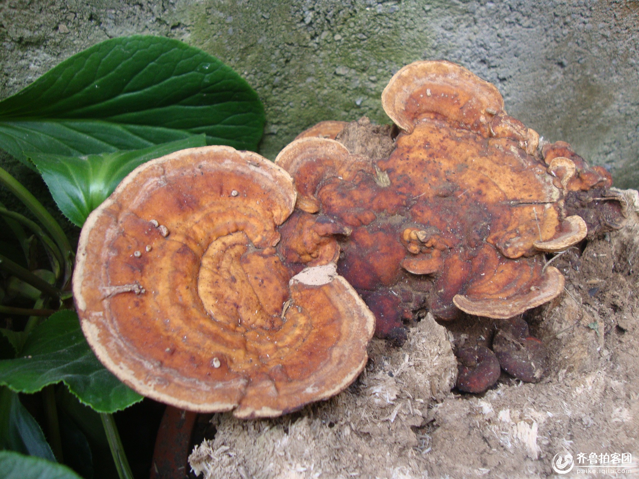 哪里能找到野灵芝和丁毒豆?-怎样识别野灵芝?