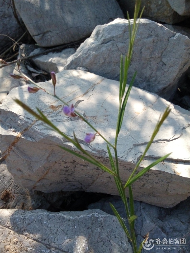 体现小草精神的诗句-一首能够体现出小草精神