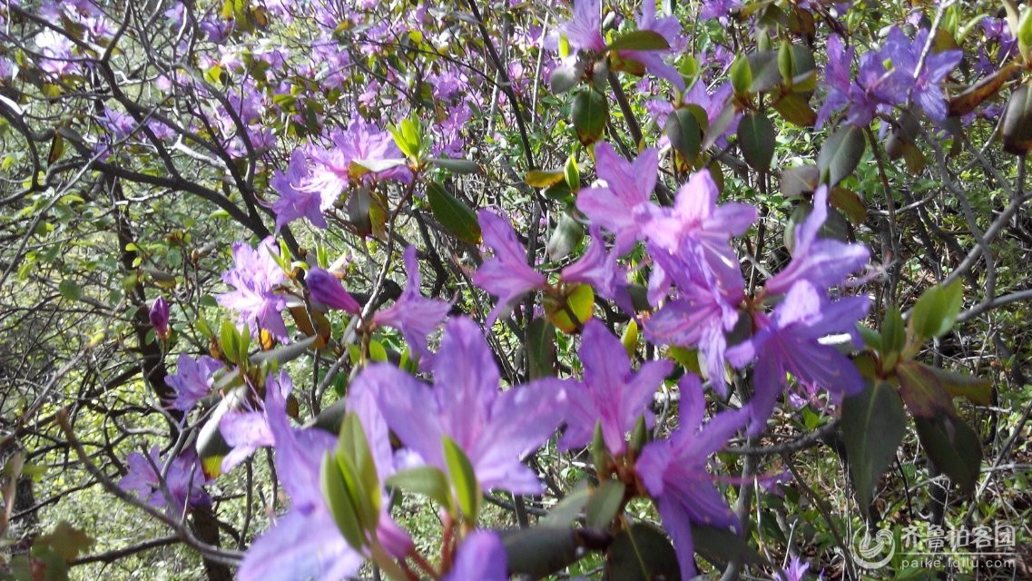 歌曲映山红串词-急求舞蹈 映山红 的主持词