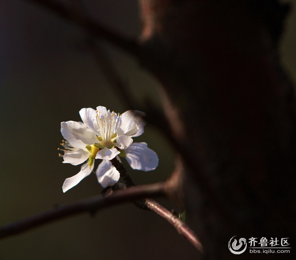 请问描写花儿害羞的诗句?-描写花儿的词语有哪