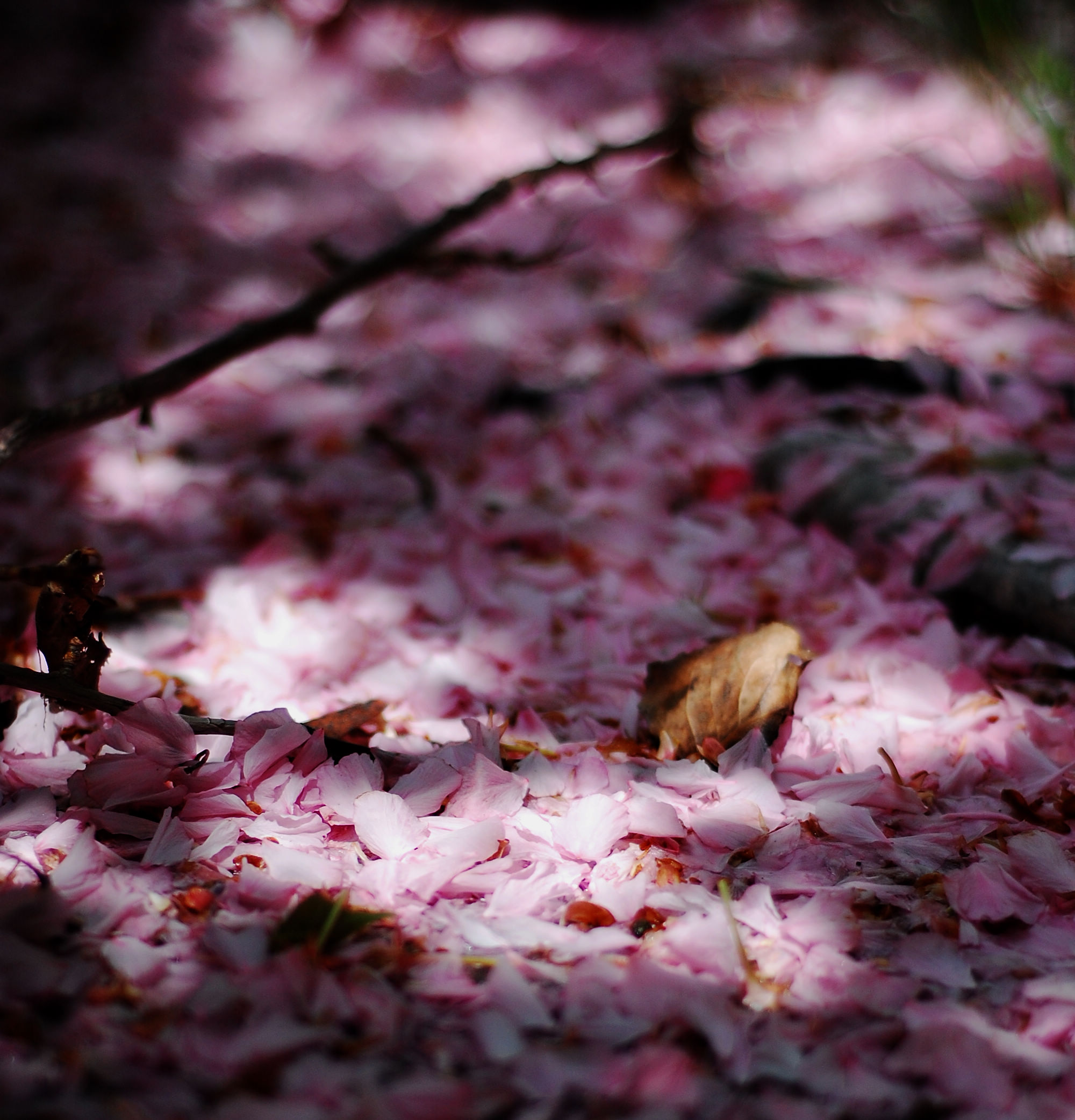 落花 - 潍坊专区 - 齐鲁社区