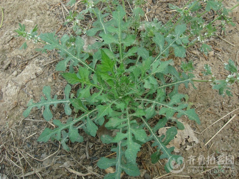 能吃的野菜图片和名字内容|能吃的野菜图片和名字 ...