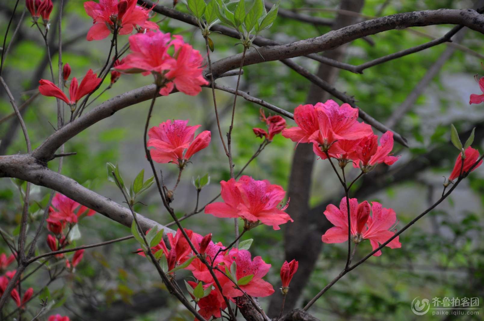 山崖上的野生杜鹃花