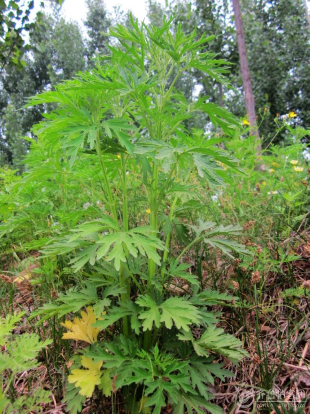 益母草(天麻棵) - 乡村文明拍客大赛(回顾版) - 齐