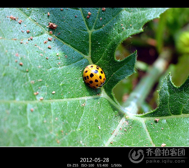 七星瓢虫爱吃蚜虫!这是什么瓢虫! - 济宁拍客 -