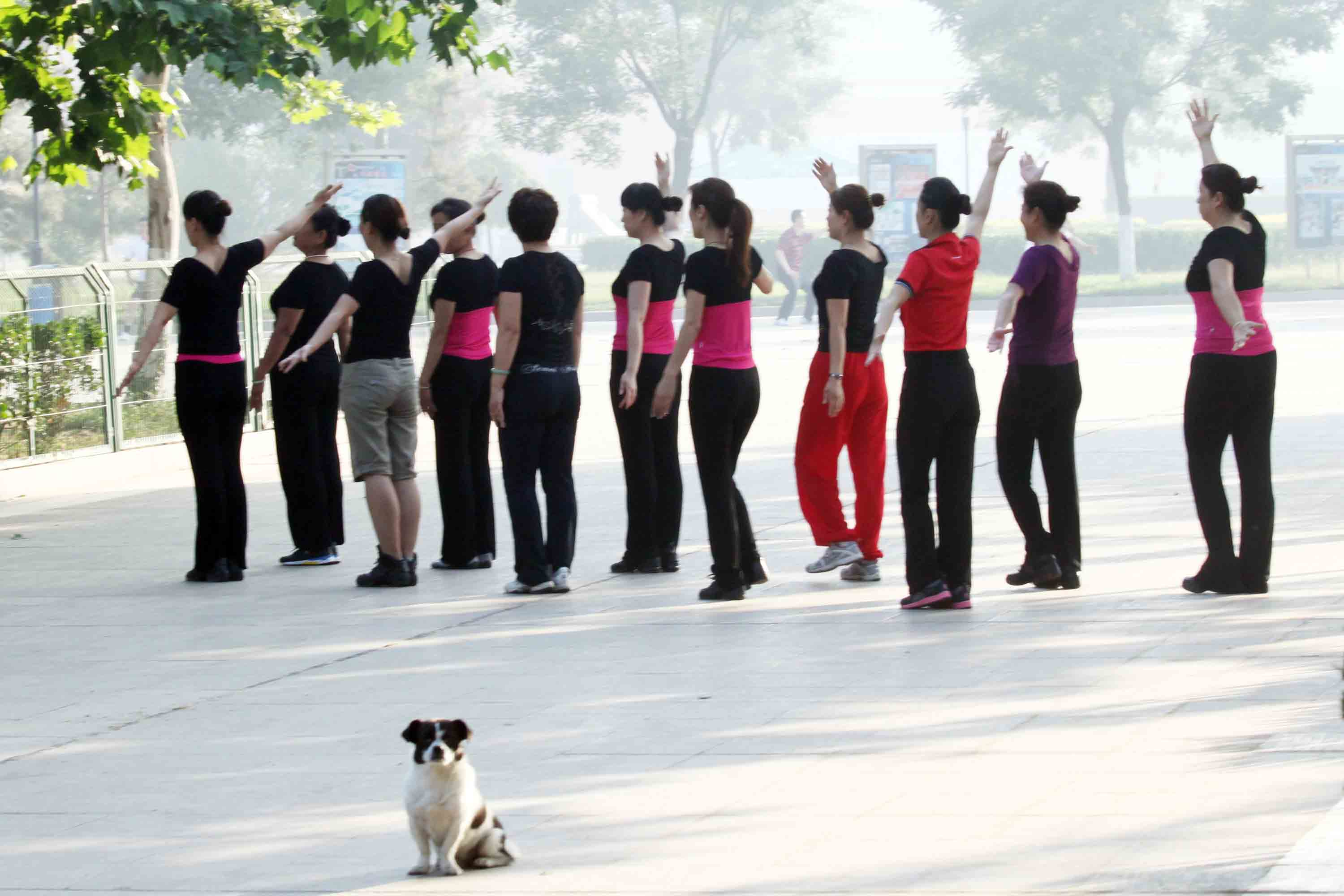 广场晨练的<em>女人和狗的故事</em> - 聊城专区 - 齐鲁社