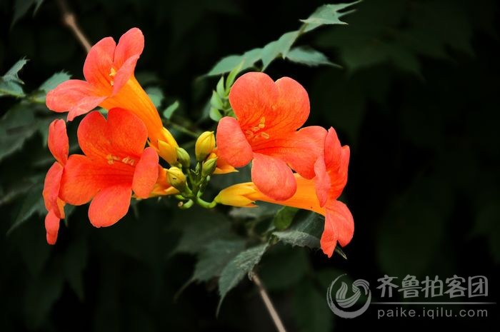 【视觉<em>MTV</em>】俊俏小<em>阿妹</em>,摄影:ysl记忆 - 第4页