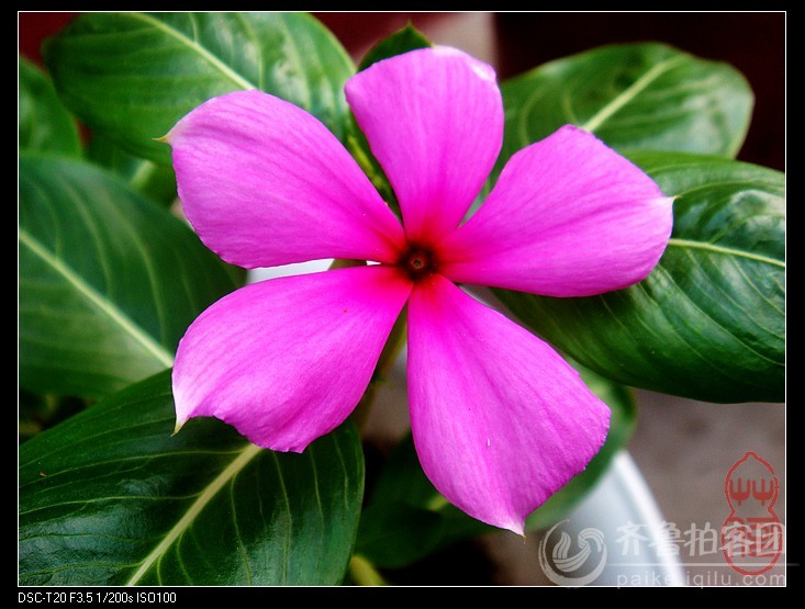 金达莱花 - 菏泽拍客 - 齐鲁社区 - 山东第一互动