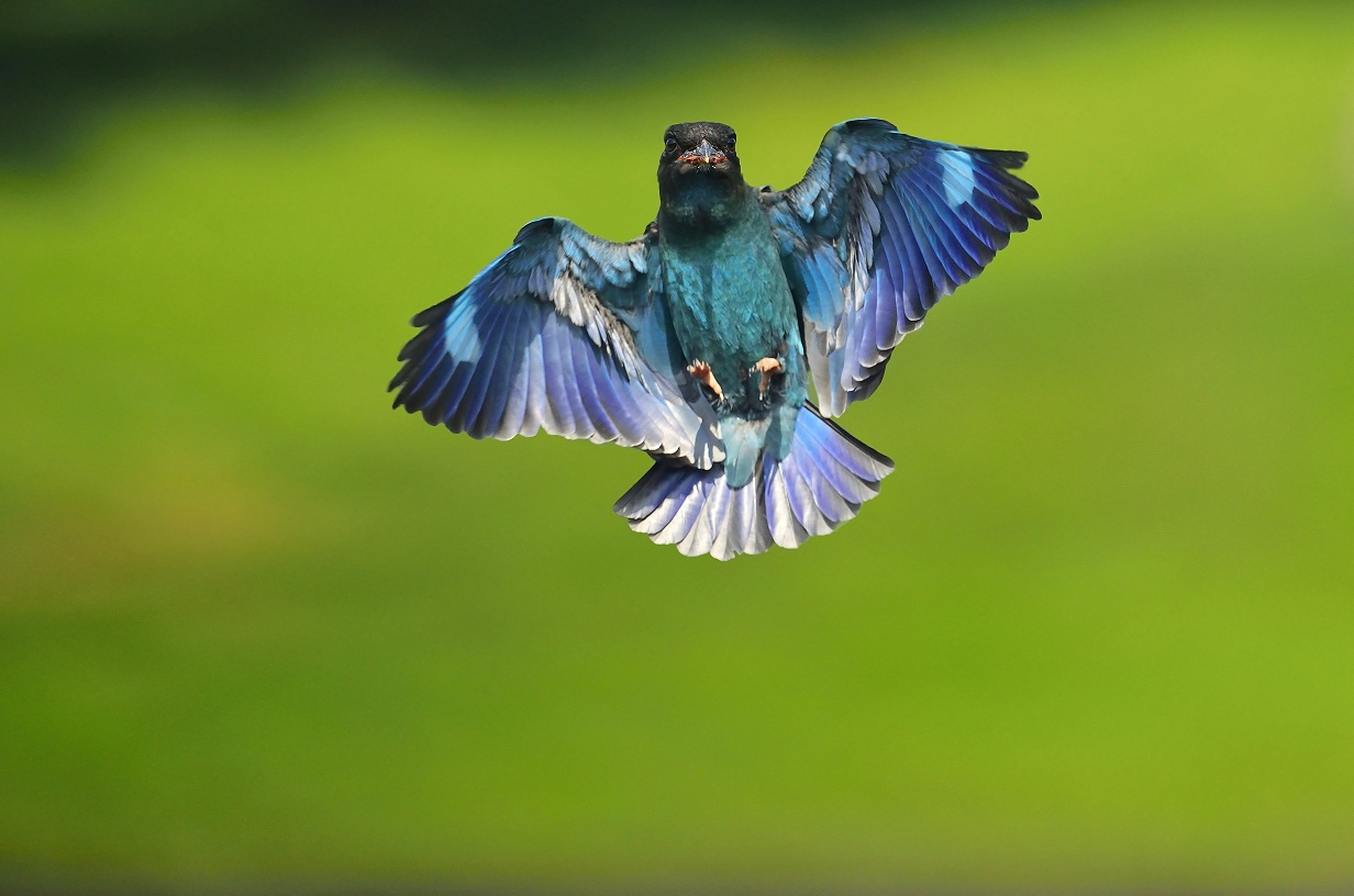 山东省明星丰田杯生态环境摄影艺术大奖赛参