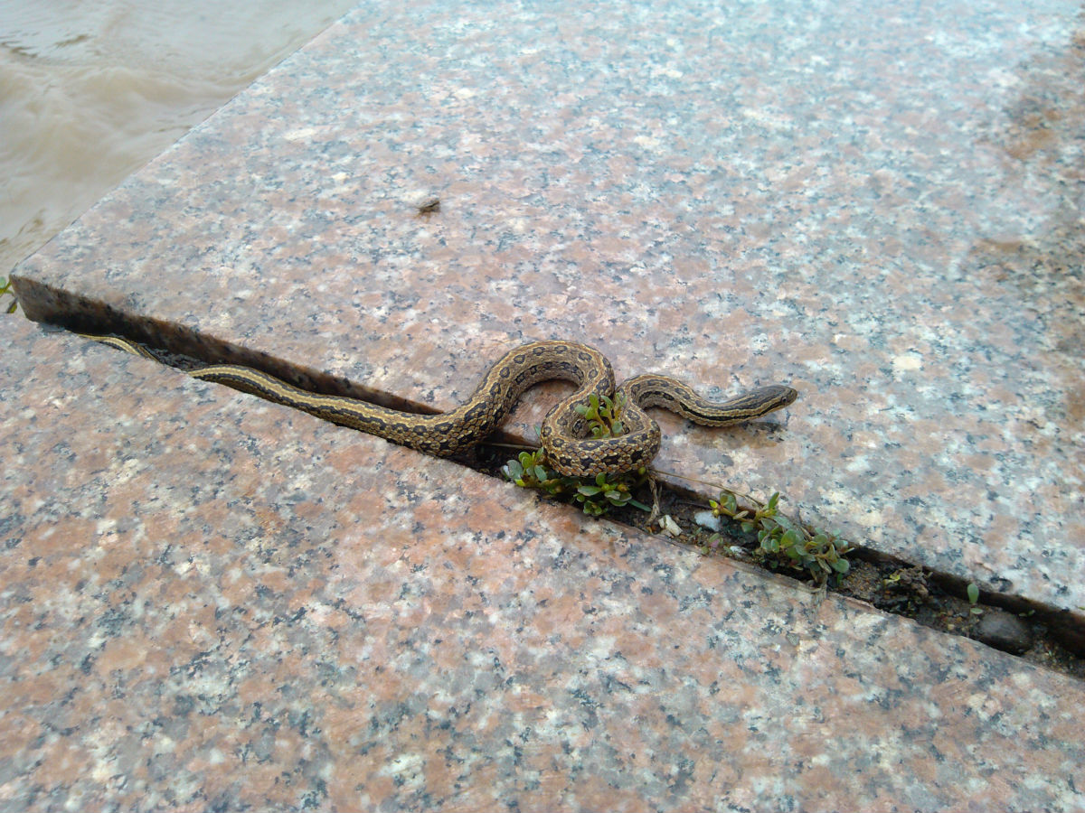 <em>临沂</em>书法广场的桥被大雨冲断,小蛇出现了,小龟