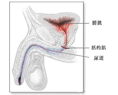 人造尿道括约肌手术 - 健康访谈 齐鲁社区 -