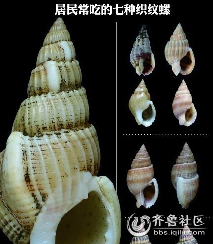 河蚌那里不能吃图解_图解大全