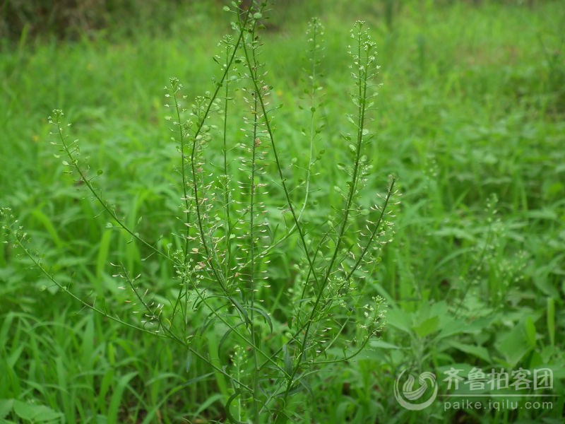 你是我生命的救主简谱 你是我永远的救主简谱 你是我生命的救主歌谱