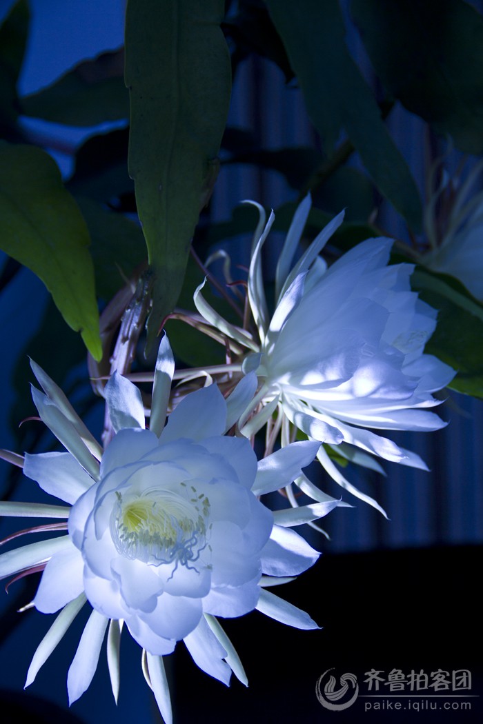 昙花一现