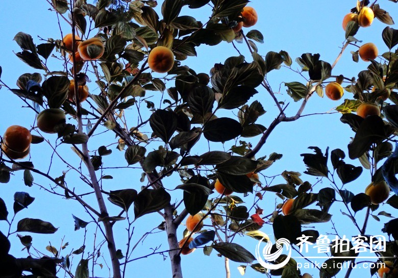 莱芜风城西北部(离市区半公里)烟尘污让人吸气