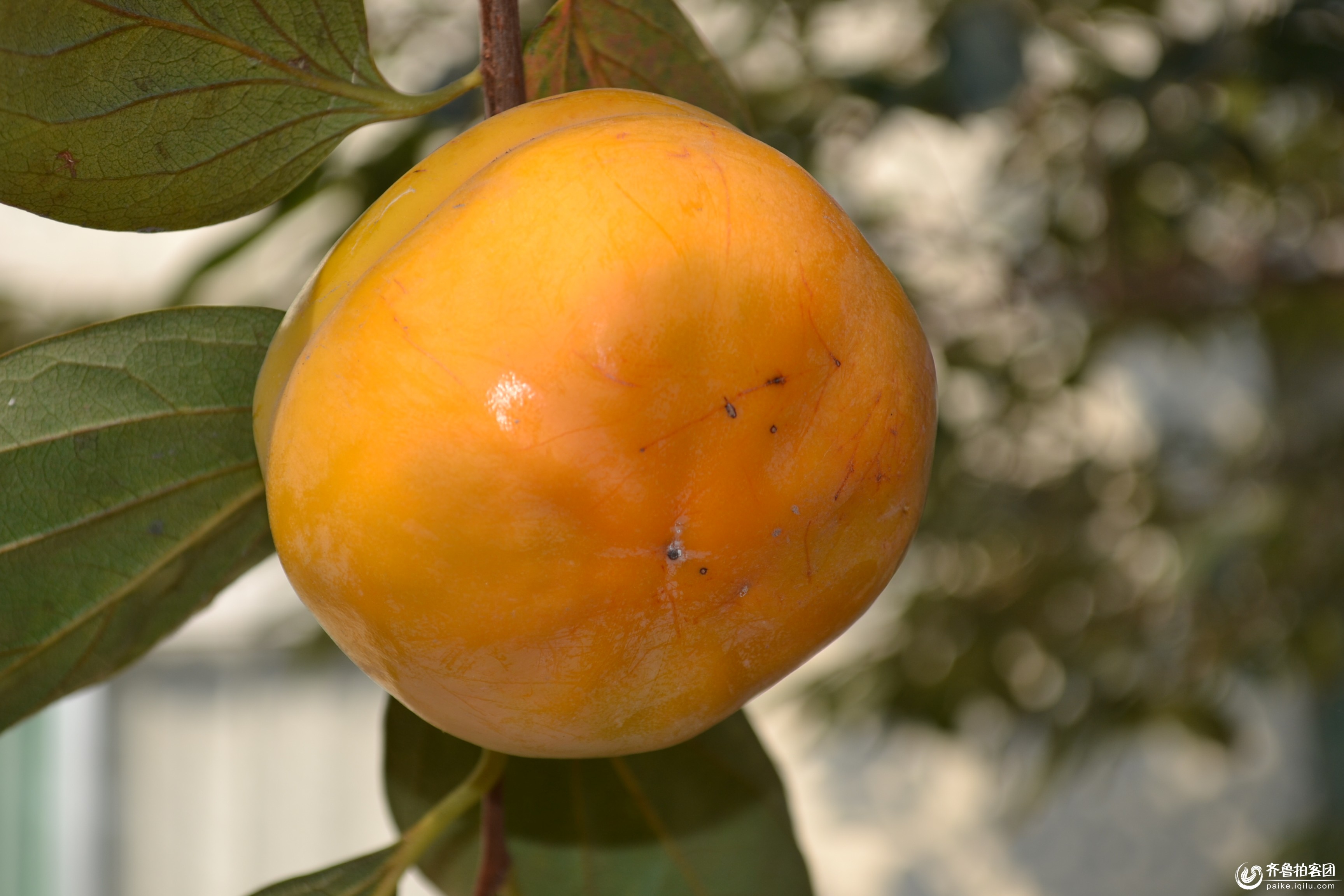 临淄王朱小学校园柿子丰收了 - 淄博拍客 - 齐鲁