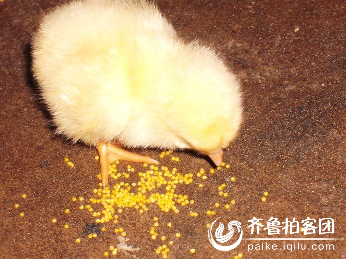 小鸡吃米图