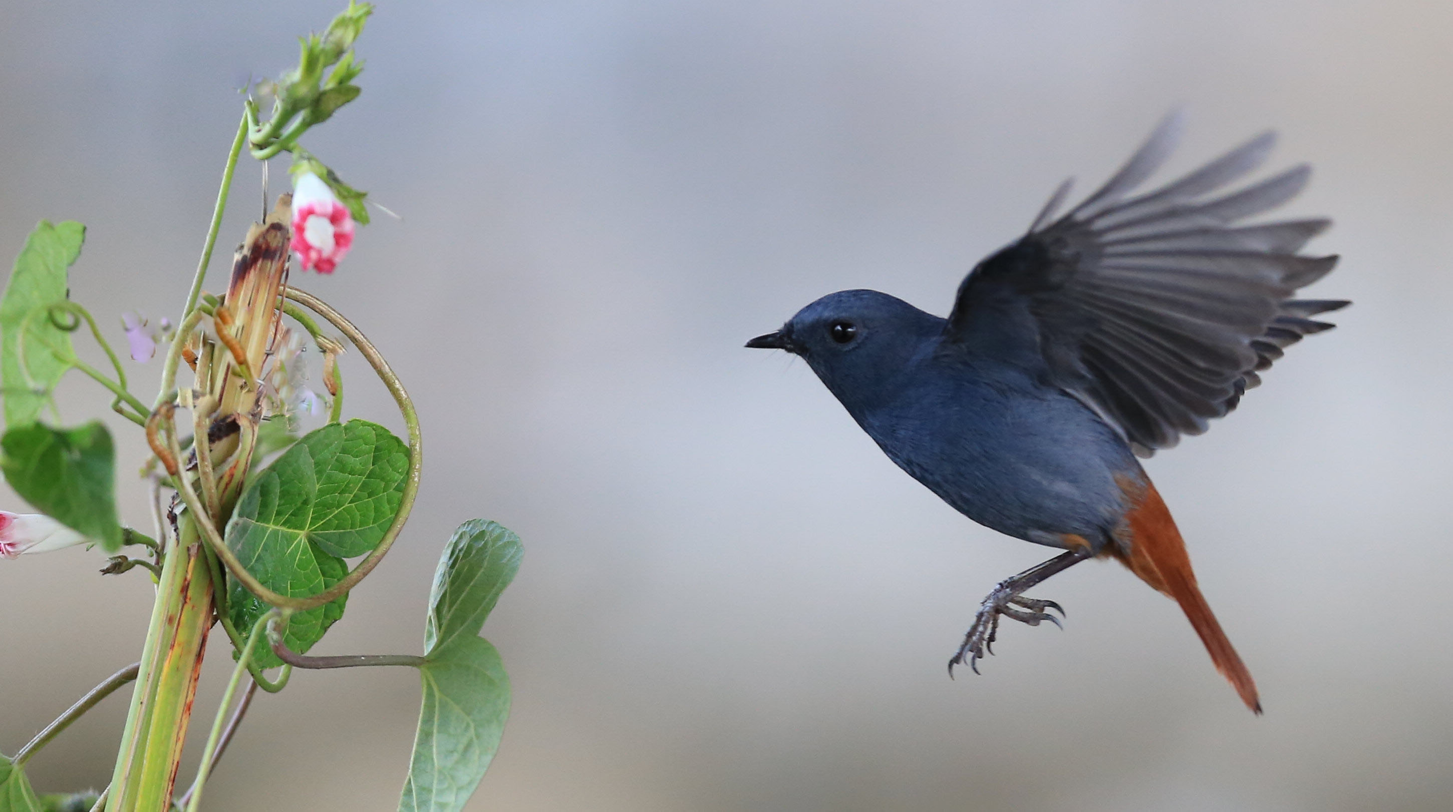 关于“打鸟”你需要知道的几件事