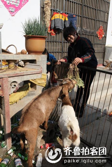 山亭区<em>山楂妹</em>一鸣惊人 - 枣庄拍客 - 齐鲁社区