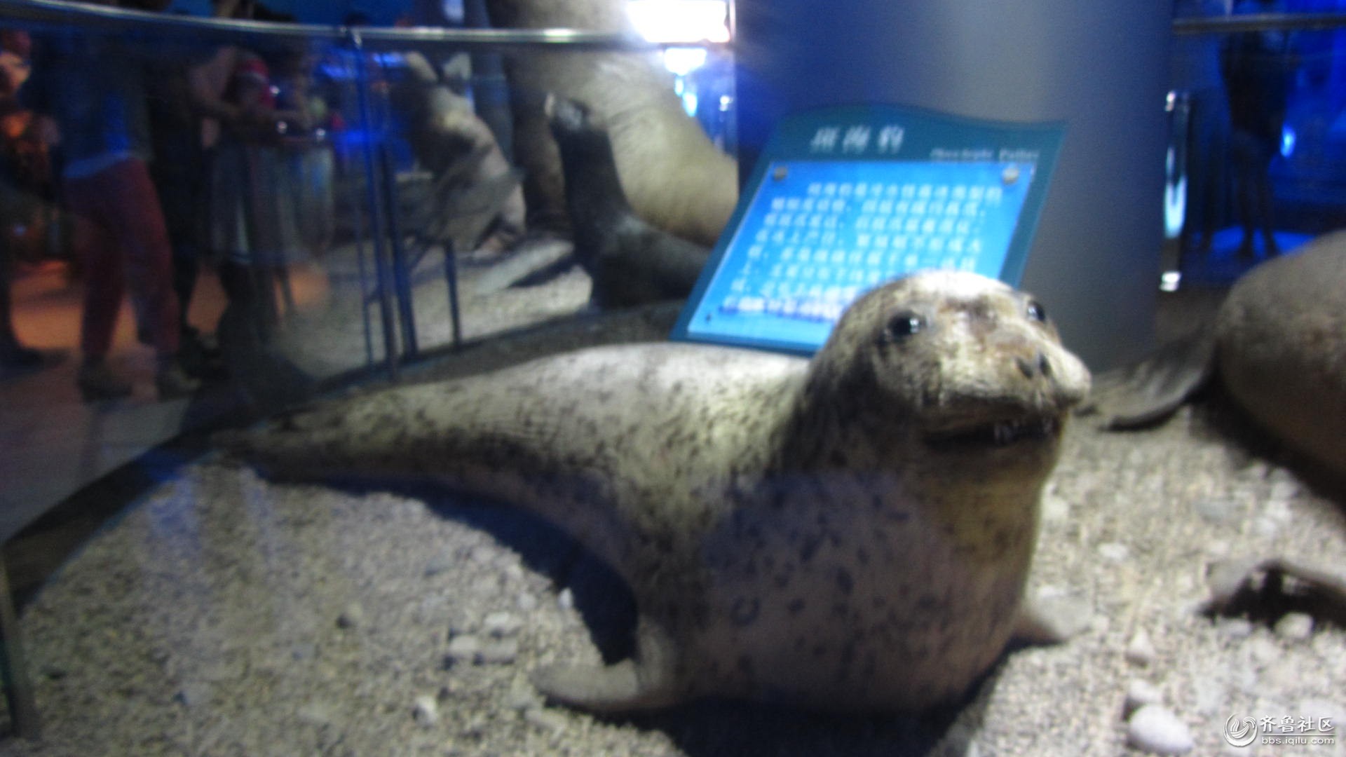 壁纸 动物 海底 海底世界 海洋馆 水族馆 鱼 鱼类 2592_1552