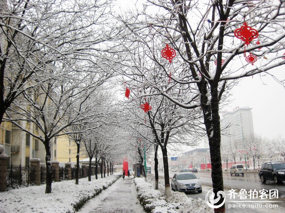 又见雪打灯 - 滨州拍客 - 齐鲁社区 - 山东最大的