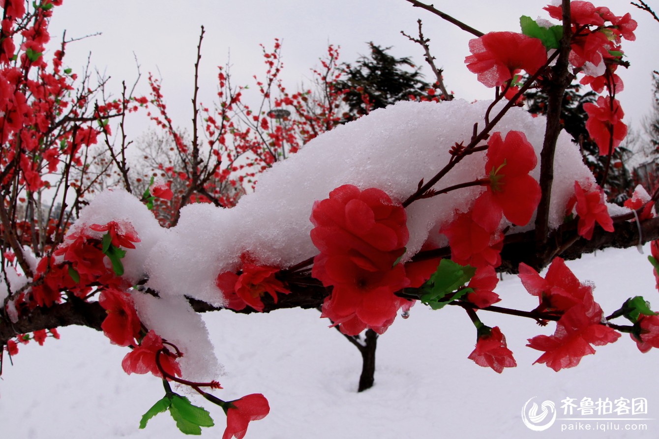 雪中芬芳【美图】