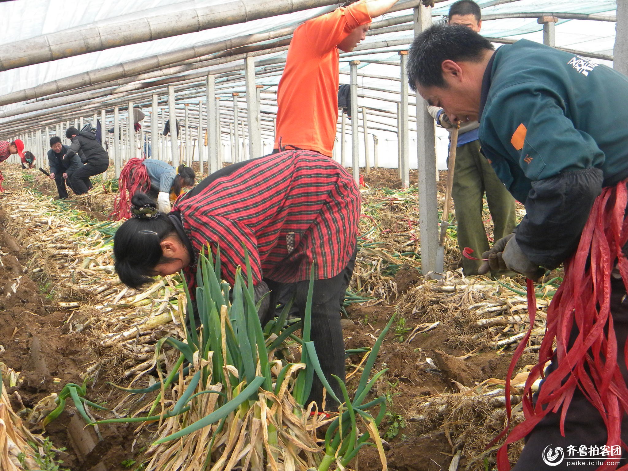 灵川 大圩 人口_市农广校组织农民赴桂林灵川县学习葡萄种植技术