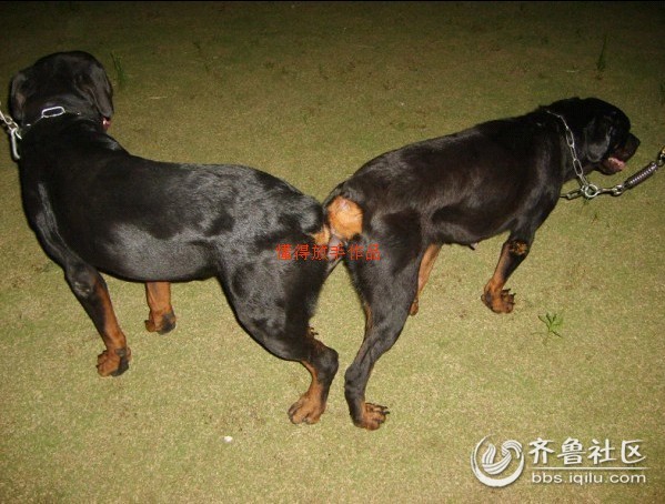 是谁家的<em>狗强奸</em>了书记家的狗 - 临沂新闻 - 齐鲁