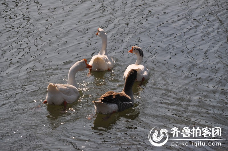 鹅鹅鹅作者骆宾王 181600i5eeddic03ineees.jpg