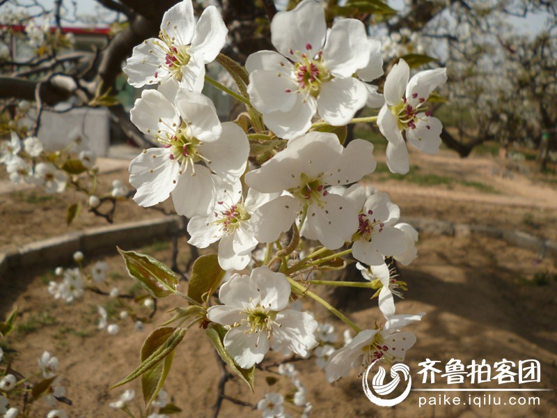 {梨花为什么先开花（作文）}.