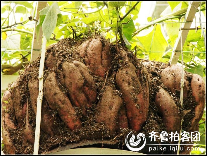 怎么种红薯长的特别大 0029580g88nbloacqfoadg.jpg