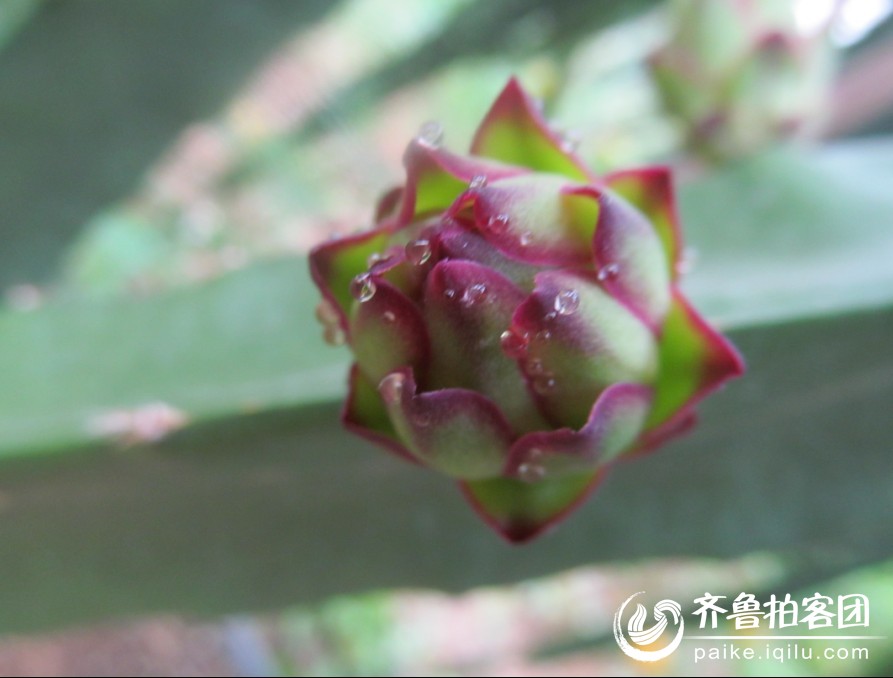 火龙果的花蕾 - 临沂拍客 - 齐鲁社区 - 山东最大