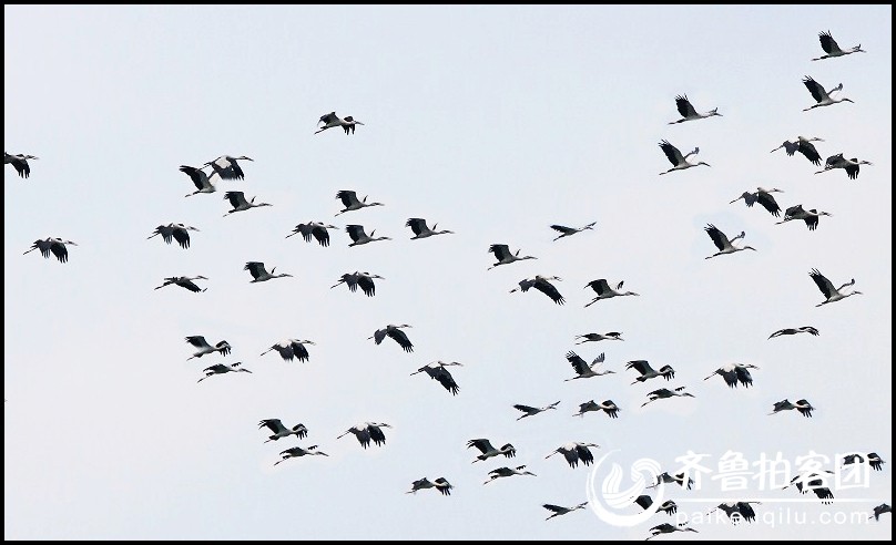 简谱雁飞的大雁_大雁往南飞简谱(3)