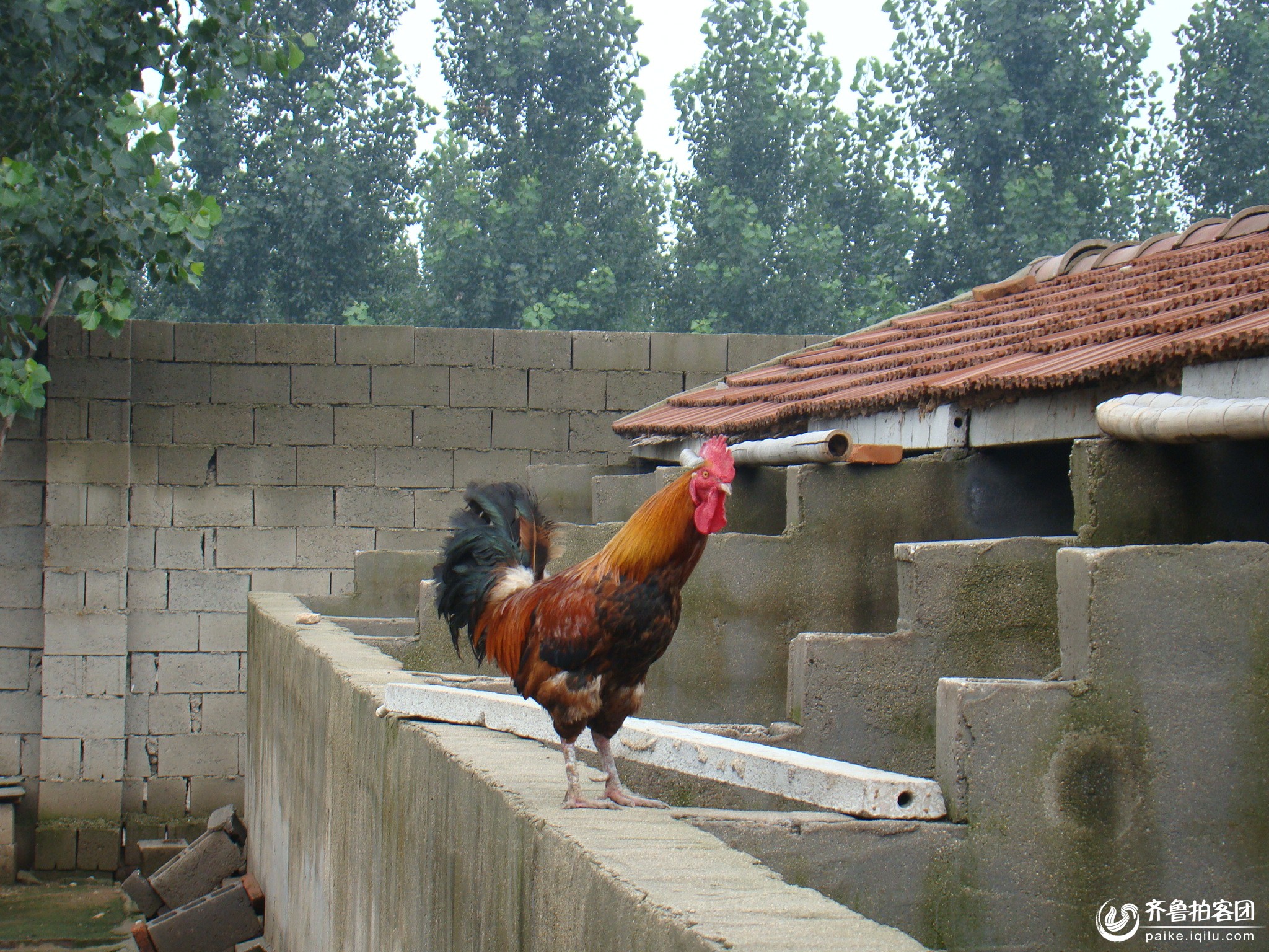 五年大公鸡--好吃 - 济宁拍客 - 齐鲁社区 - 山东