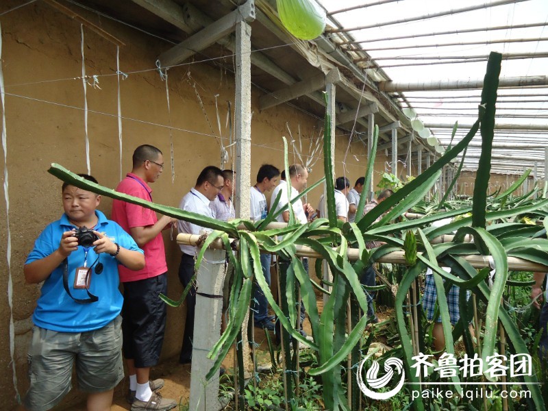 畅游火龙果种植基地 - 临沂拍客 - 齐鲁社区 - 山