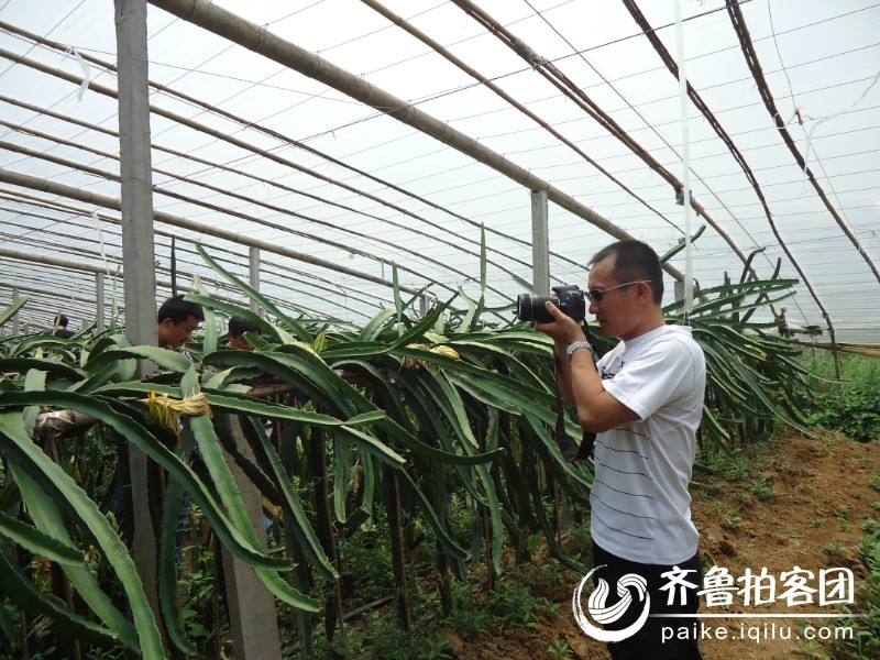 畅游火龙果种植基地 - 临沂拍客 - 齐鲁社区 - 山