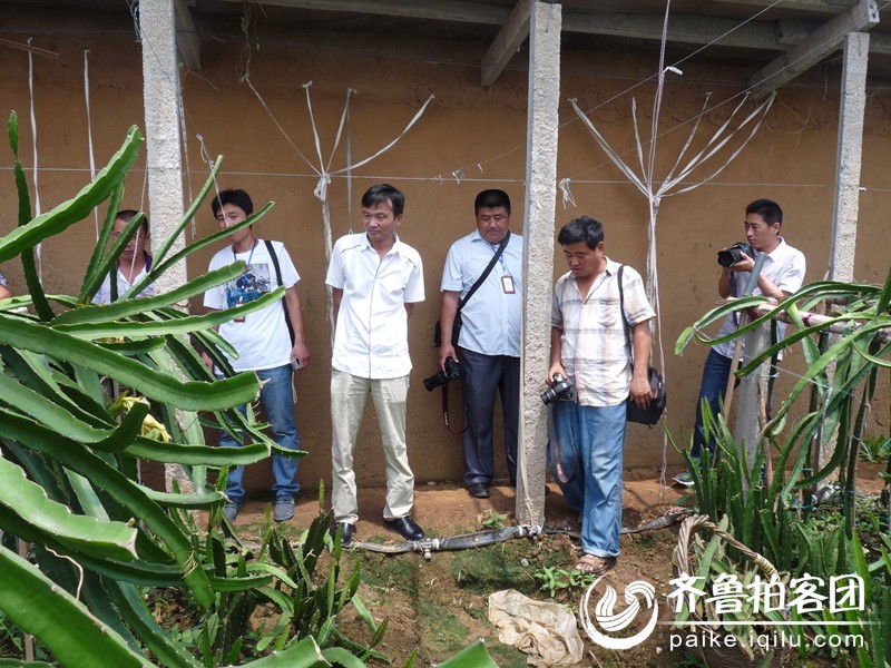 鲁拍客团费县站走进临沂地区最大规模火龙果种