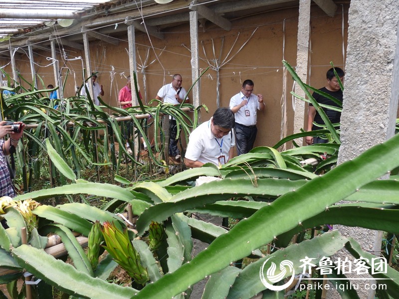 鲁拍客团费县站走进临沂地区最大规模火龙果种