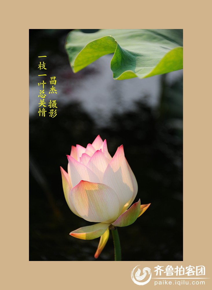 每日一片(809)无尽的芙蕖(七幅荷花图,献给七夕节)