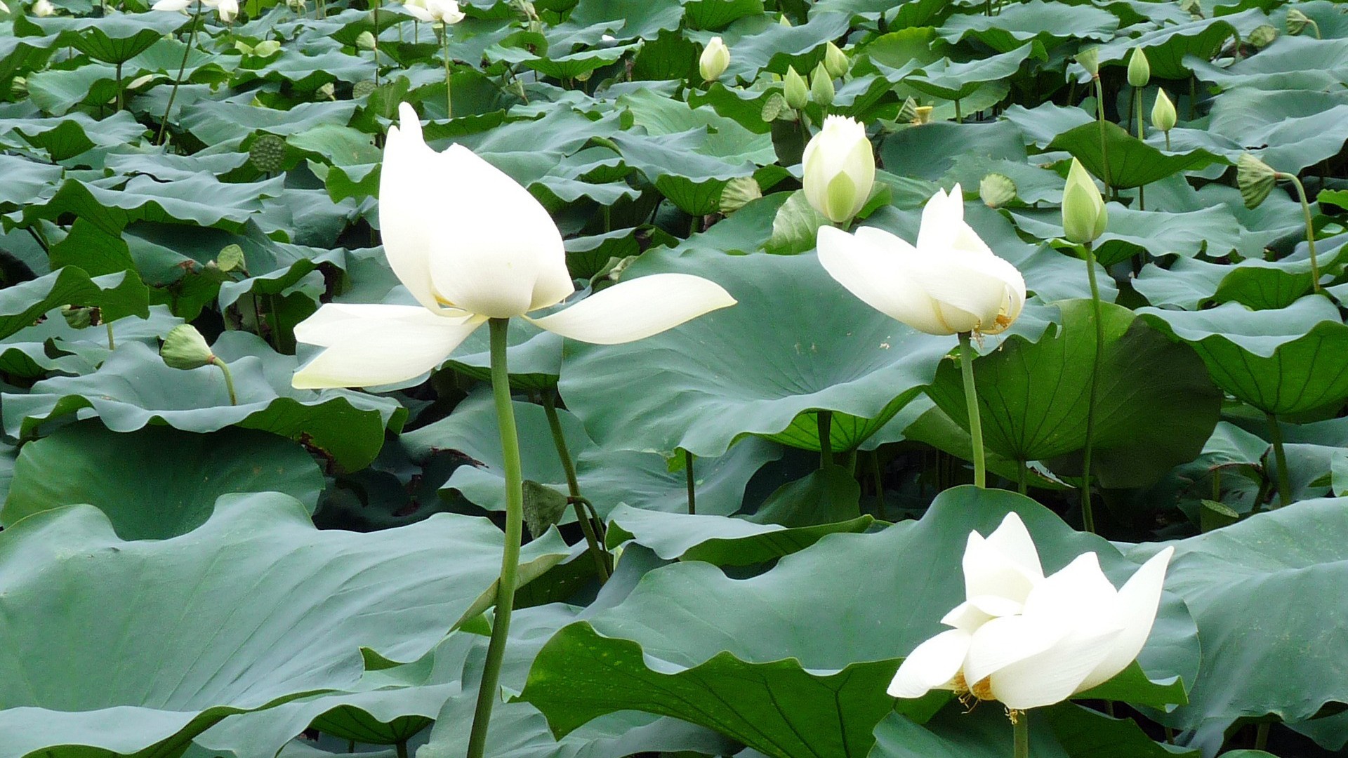 荷花桌面壁纸水墨画_装修图库