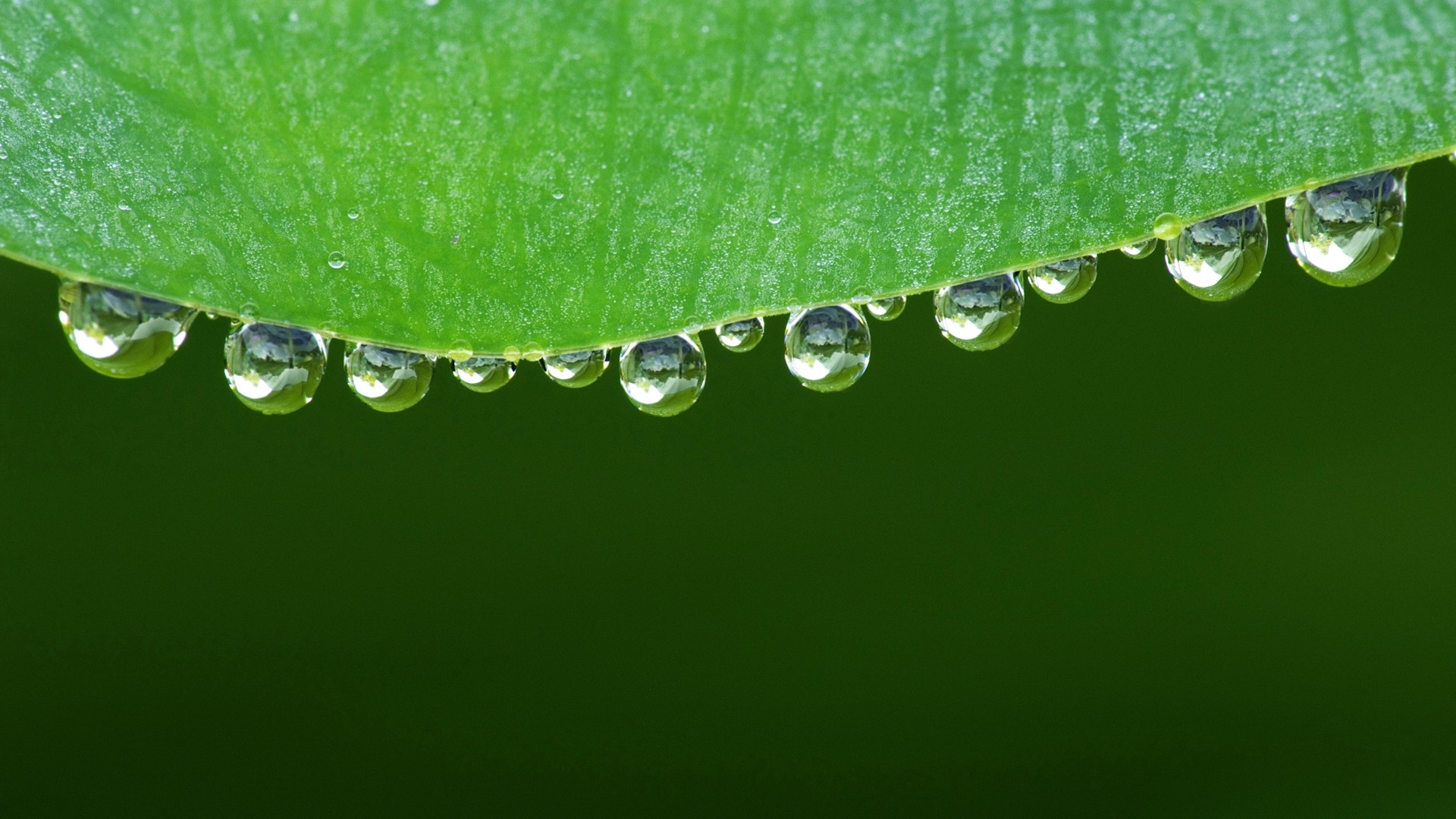 树叶上的水滴<em>桌面壁纸</em> - 社区图酷 - 齐鲁社区 -