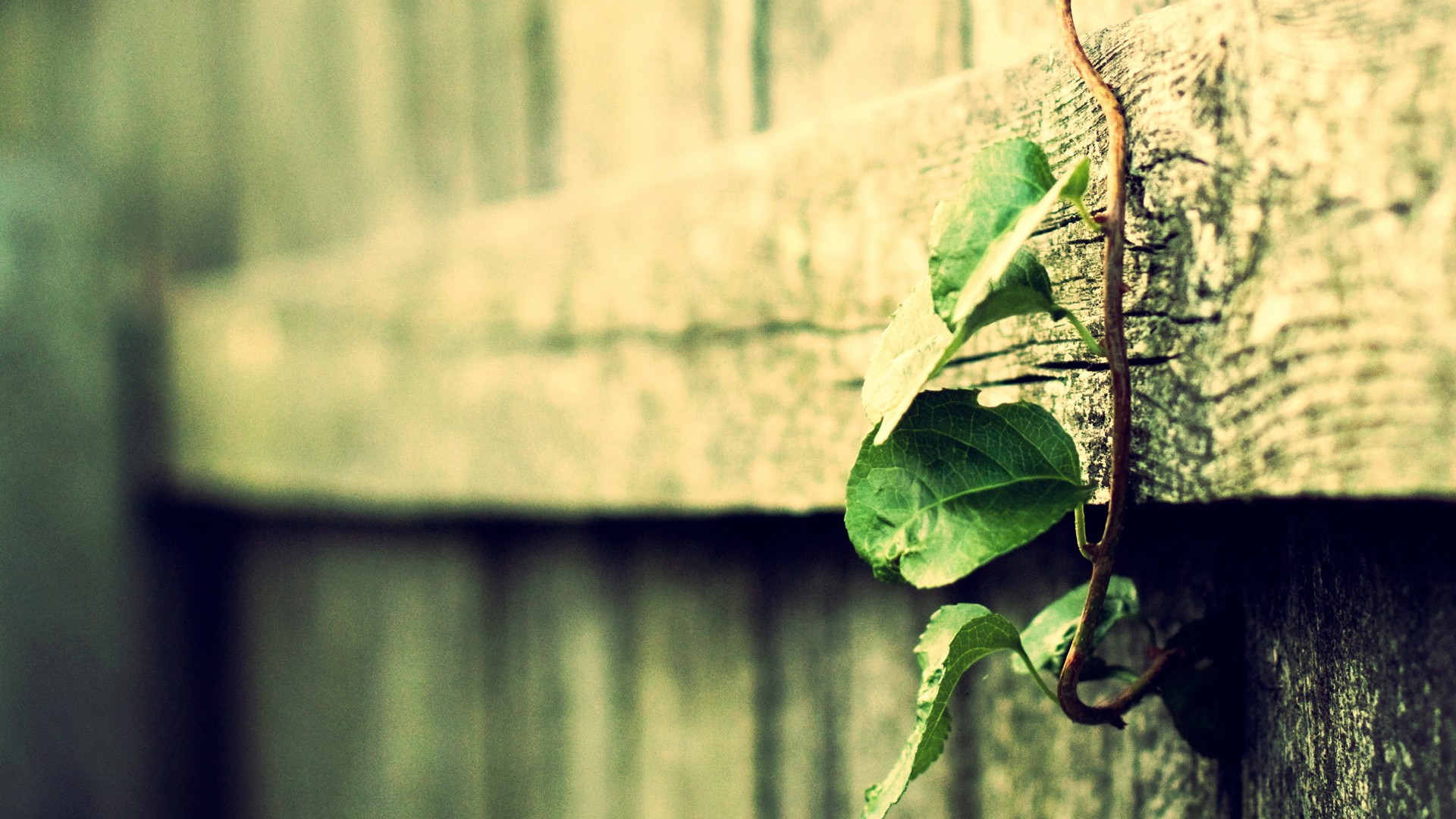 <em>唯美</em>植物<em>写真</em>精高清桌面壁纸 - 社区图酷 - 齐鲁