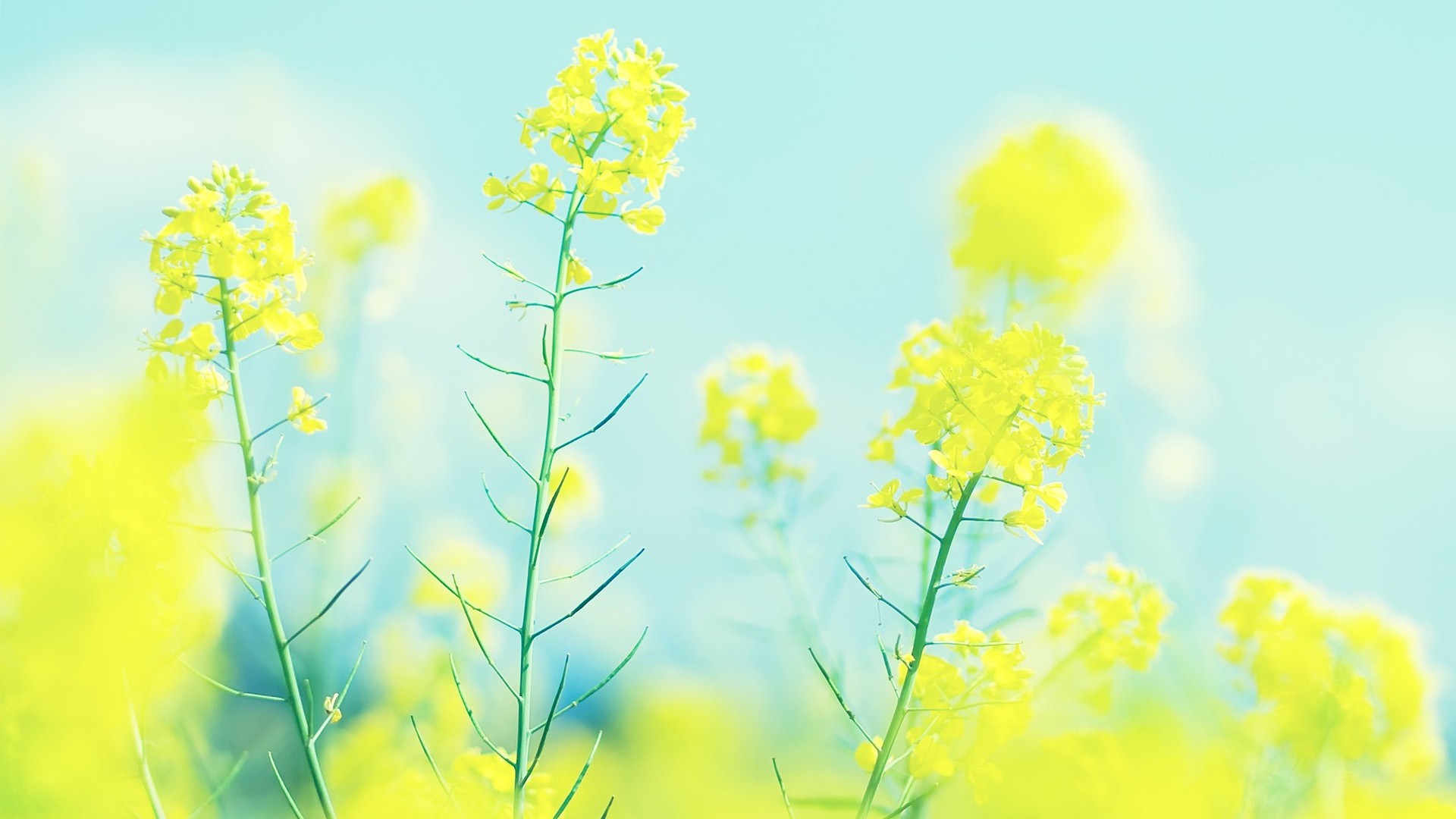 唯美的自然景观电脑桌面壁纸