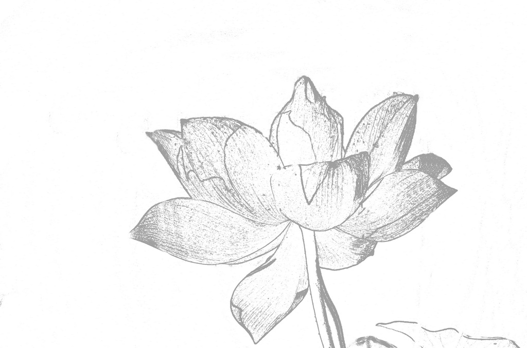 铅笔画荷 - 潍坊专区-潍坊市摄影家协会官方论坛 - 齐鲁社区 齐鲁社区