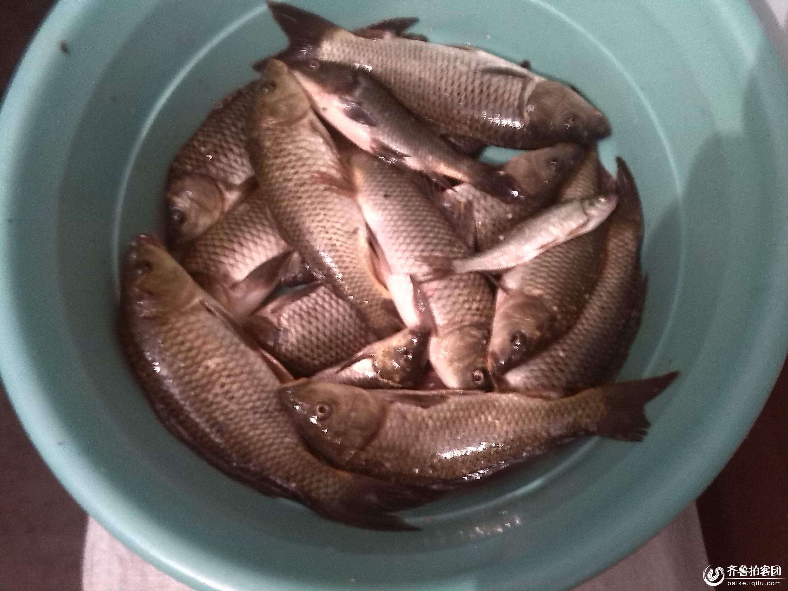 今天钓鱼成果 - 济宁拍客 - 齐鲁社区 - 山东最大