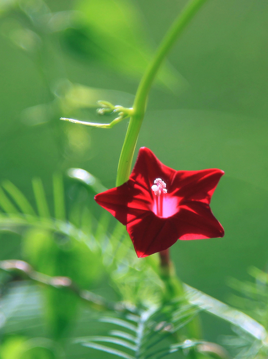 莺萝花