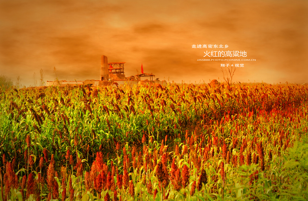 走进高密东北乡-------火红的高粱地