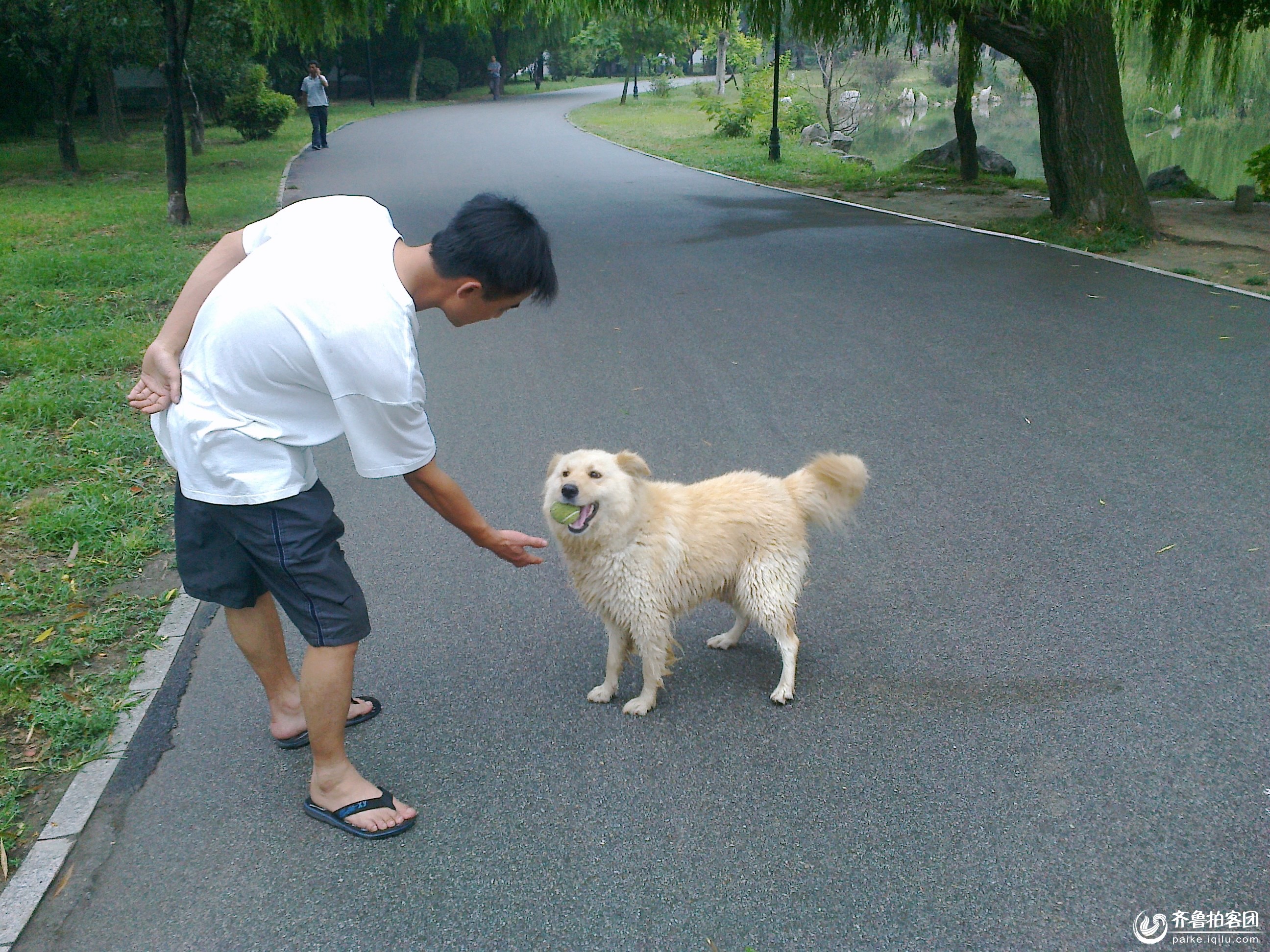听话的狗狗 - 潍坊拍客 - 齐鲁社区 - 山东最大的