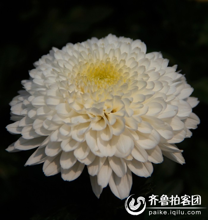 牡丹园里的白菊一朵